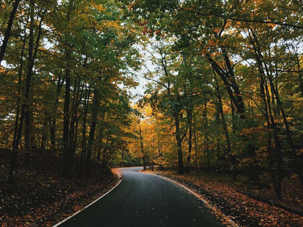 Pathway of curved road surrounded by trees in autumn